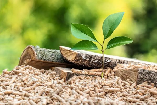 <p style="text-align: center;"><strong><span style="font-size: 14pt;">L&acirc;m sản</span></strong></p>